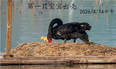 散文｜鲁秀丽：一场等待与守护的生命盛典（外一篇）