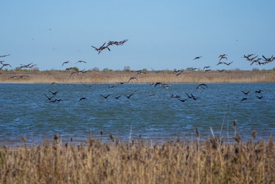 科技赋能，黄河三角洲绘就鸟类保护新图景