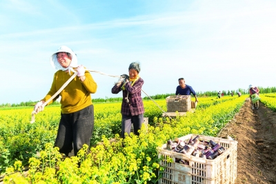 禹城市辛店镇：种粮大户孙洪旗探索土地高效增收新路径 一地两收“钱景”好