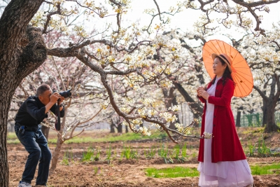 乐陵：“花仙子”惊艳百年梨园旅游周