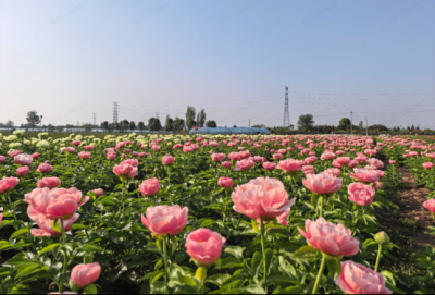 从“铁蛋”到“国际爆款”：菏泽芍药的“出海”密码