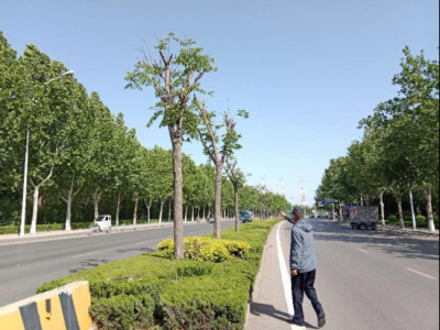 德州城管：柔性执法严守法规  暖心守护城市绿意