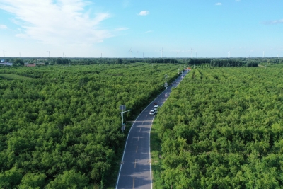 乐陵：村路畅通产业旺