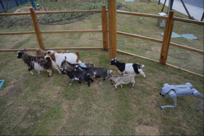 德州欢乐花谷：牧羊犬“摸鱼”离岗，机器狗临时顶班