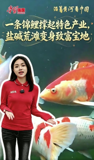 一条锦鲤撑起特色产业 盐碱荒滩变身致富宝地