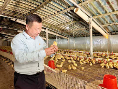 我回家乡当支书 | 陵城区神头镇王良村党支部书记王凤明：鸭声唱富曲 椒红映村庄