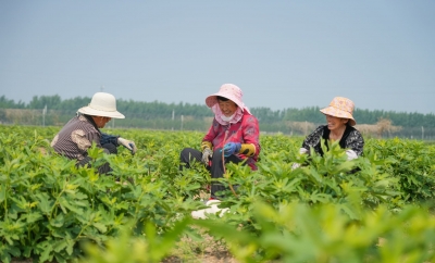 聚力打造乡村振兴齐鲁样板·村庄样本 | 天衢新区赵虎镇马庄村：小小无花果变身“致富果”