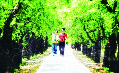 乐陵市朱集镇枣林村：一棵枣树串起三产融合
