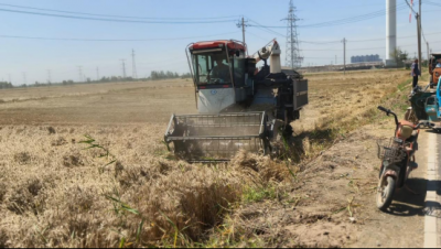 陵城区丁庄镇董羊皮新村：坚决打好履新第一仗，确保粮食颗粒归仓