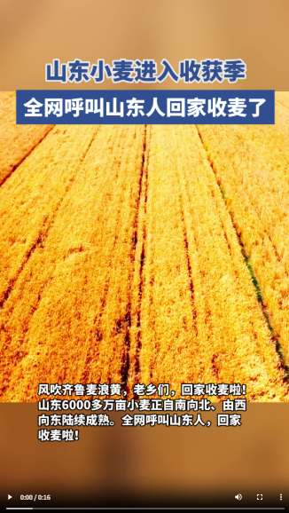 麦收进行时丨山东全力保障“三夏”抢收颗粒归仓