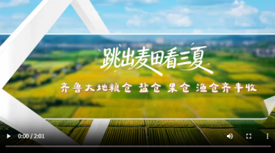 跳出麦田看三夏！齐鲁大地粮仓 盐仓 果仓 渔仓齐丰收