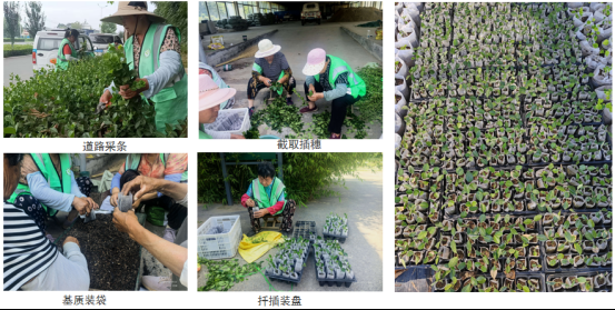 德州园林：自研自育苗木  赋能园林高质量发展