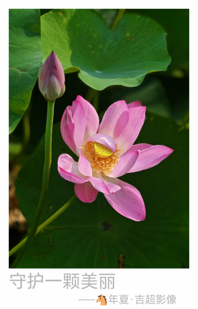散文 | 高吉超：小湖里的夏天