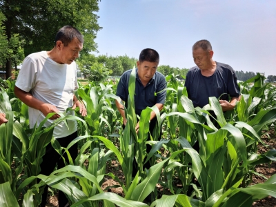 聚焦村（社区）新班子新作为新形象 | 乐陵卜家党支部书记卜令春：将撂荒地变成育种田