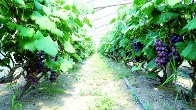 郝王庄镇草二村 | 科学种植提品质 葡萄丰收促增收