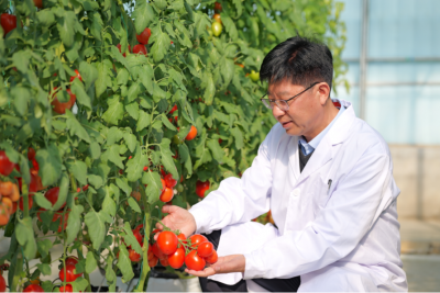 西红柿的红，是中国红