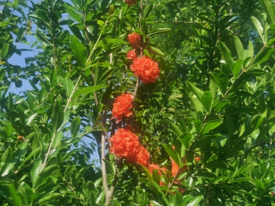 散文 | 陈金梅：行走的阅读  ——夏日寻访平原林下农场