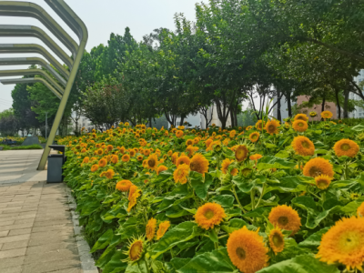 德州新增夏日打卡好去处，东沟游园首批向日葵全面进入盛花期