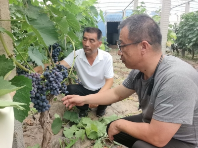 聚焦村（社区）新班子新作为新形象 | 庆云县周辛村“两委”带领村民发展特色种植——从盐碱地到粮丰瓜甜