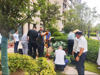 德州市城管局天衢分局：刚柔并济巧治毁绿乱象