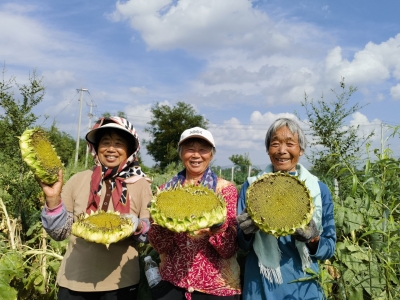 中丁乡西崔村：盐碱地里油葵香