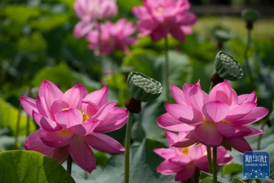 德报说节气 | 今日大暑：大暑三秋近 蝉鸣夏日长