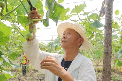 严务乡小淀村：葫芦种植富村庄