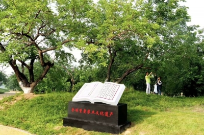 德水观澜 | 从一棵桑树，看见乡土文化的生生不息