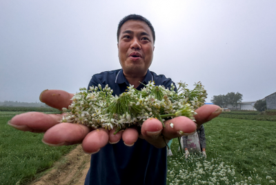 德报读图｜德州市夏津县：直播带货+订单农业！李楼村紫根韭菜成了“抢手货”