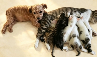 散文｜李培勇：猫狗相伴  烟火人家