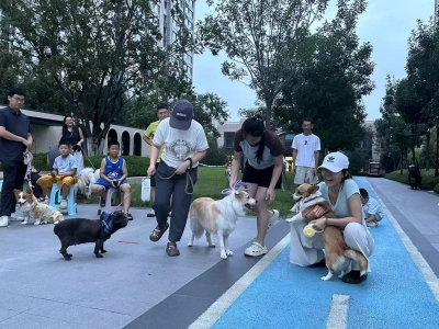 禹城市市中街道：萌宠善治润邻里 小处落笔绘新风