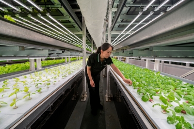 创新在一线·智造跃升 | 兰剑公司：植物工厂实现全流程自动化