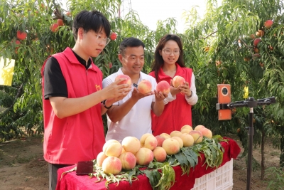 云聚新活力 | 庆云县严务乡：桃园架起直播间 支书助农果香甜