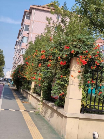 散文｜贾敬德：志存高远——凌霄
