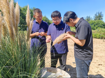 德州园林：有序开展秋季宿根花卉种子采收工作