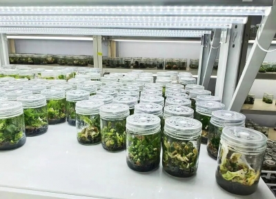 全国每十粒大白菜种子，就有一粒来自天衢新区