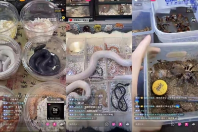 德水观澜 | “异宠热”背后的隐患不容忽视