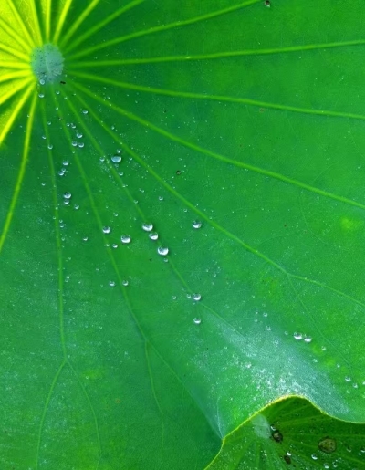 散文 | 高吉超：朝露待日晞 ——早起的我遇到没起的虫