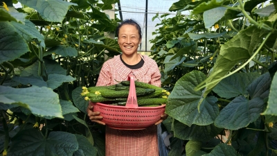 齐河大黄乡思远合作社：蔬果不断档 四季有“丰”景