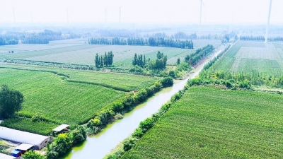 手机点一点，1300亩玉米自动喝饱水！赵虎镇解锁粮食种植 “新密码”