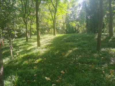 散文 | 李凤林：春晖园里的绿茵