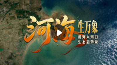 河海生万象——黄河入海口生态启示录