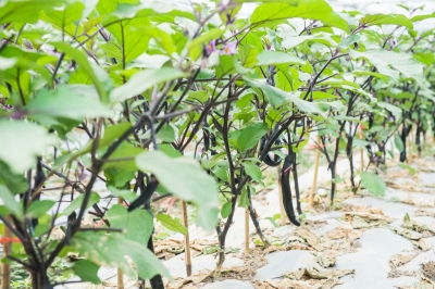 散文｜贾敬德：茄子丰收了