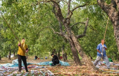 乐陵：枣落盐碱地 甜满铁营洼