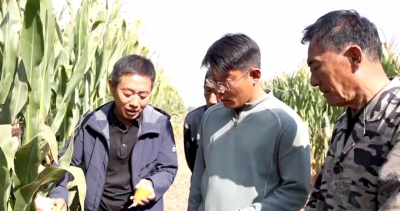 乐陵：农技服务到地头