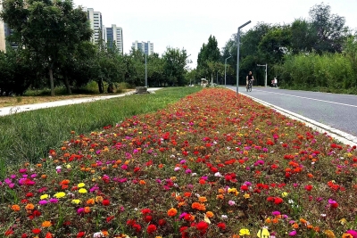 德州锦绣川：小微空间精修，景区提质悦民心  